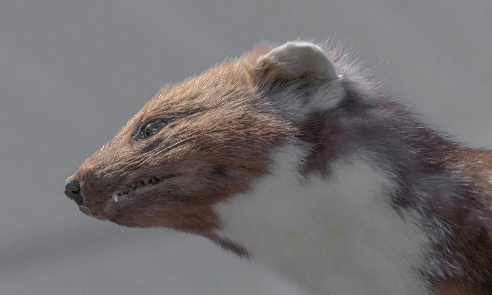 Naprawa izolacji po kunie